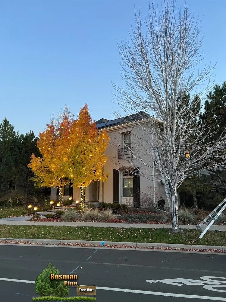 Professional lawn care service for beautiful yards across Denver, CO - Bosnian Pine Tree Care And Landscaping