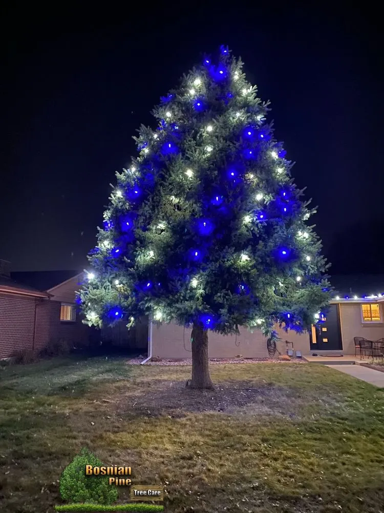 Local landscaping services in Denver, CO - Bosnian Pine Tree Care And Landscaping