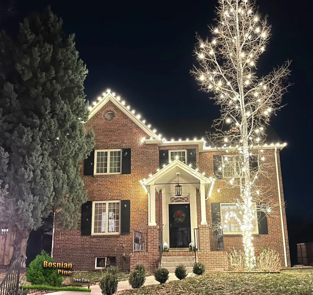 Affordable yard cleanup service in Denver, CO - Bosnian Pine Tree Care And Landscaping