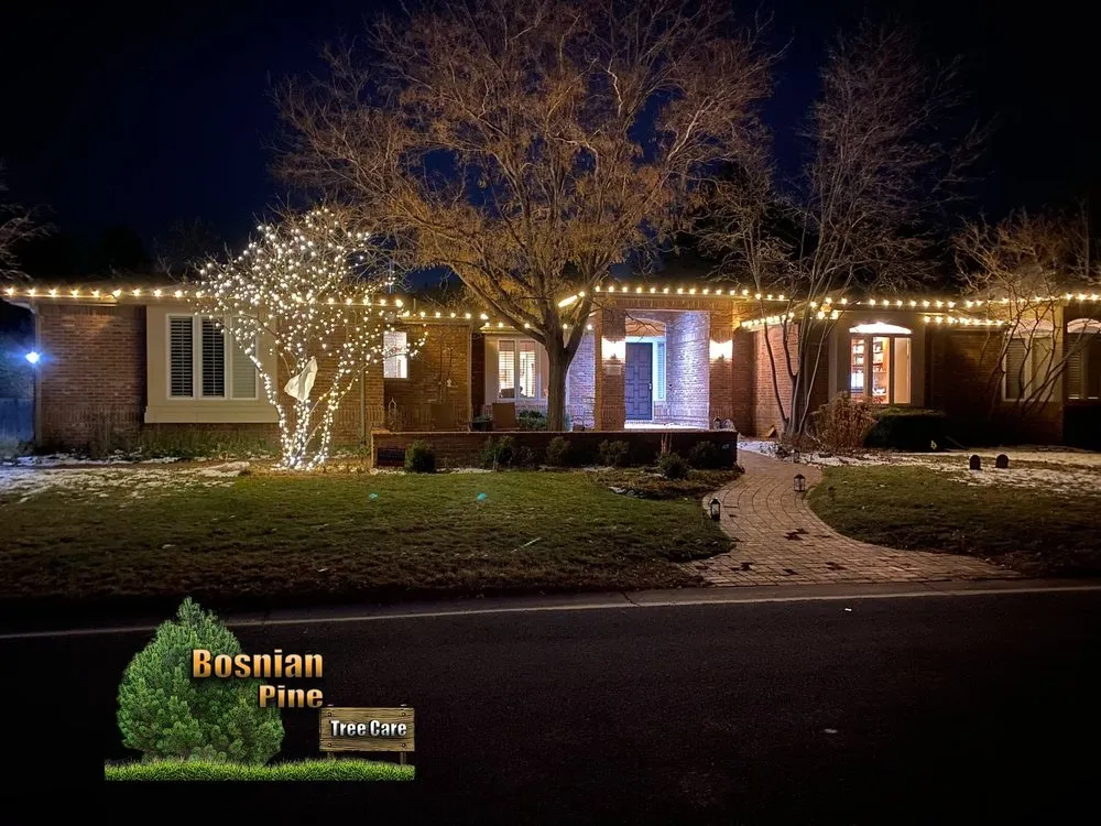 Local yard cleanup service in Denver, CO - Bosnian Pine Tree Care And Landscaping