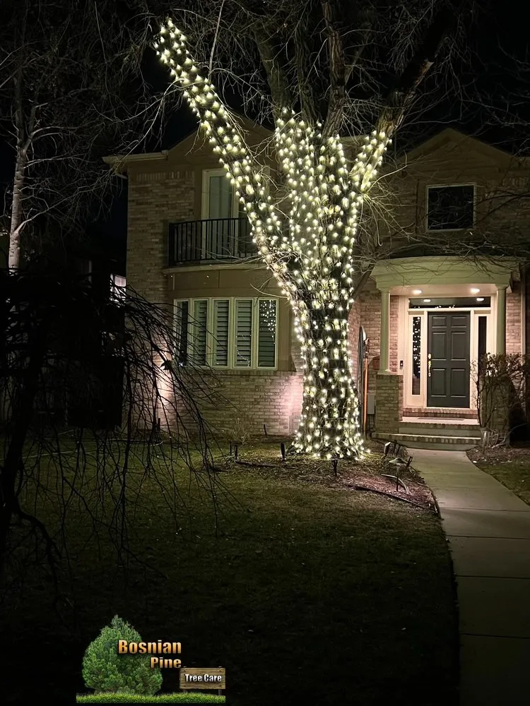 Custom landscape installation in Denver, CO by Bosnian Pine Tree Care And Landscaping