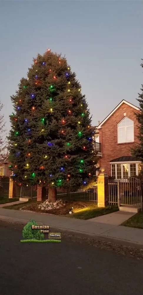 Affordable lawn mowing service in Denver, CO by Bosnian Pine Tree Care And Landscaping