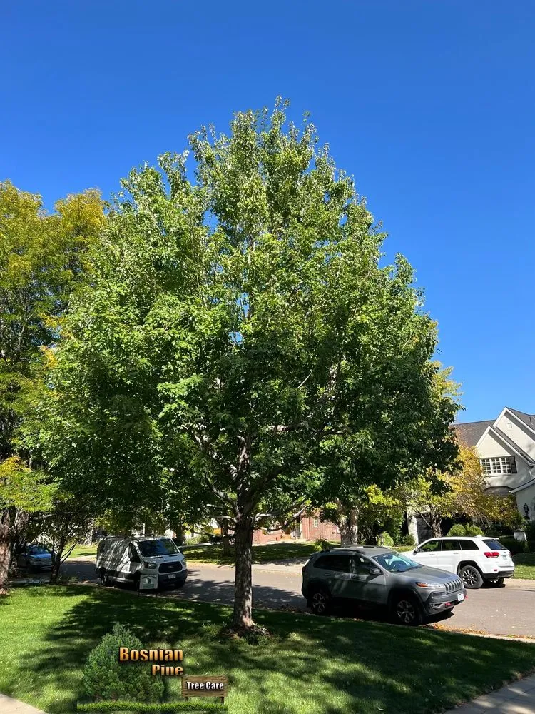 Top-rated landscaping services in Denver, CO - Bosnian Pine Tree Care And Landscaping