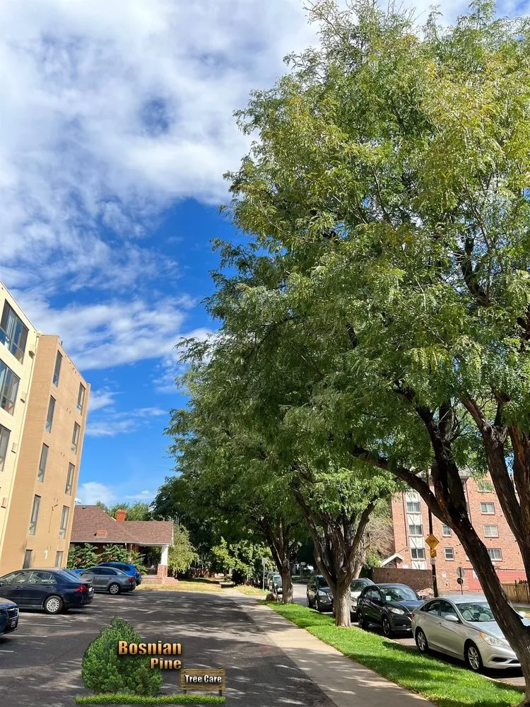 Custom landscape design experts serving Denver, CO - Bosnian Pine Tree Care And Landscaping