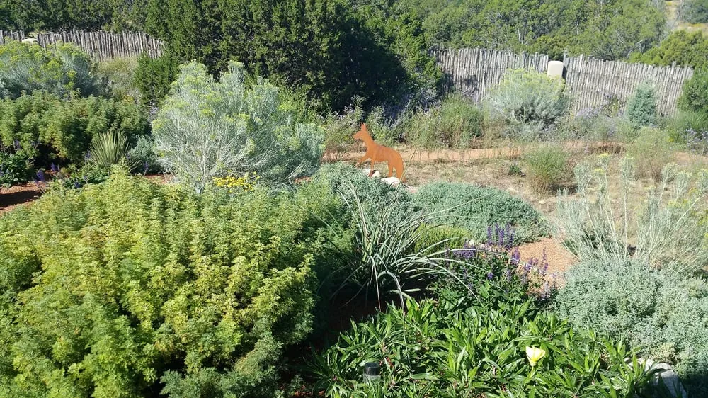 Expert yard cleanup service in Santa Fe, NM by Bosque Natural