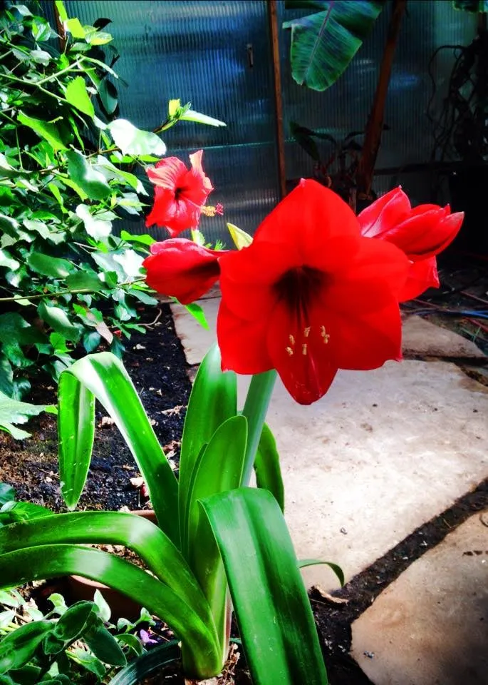 Expert outdoor landscaping in Santa Fe, NM by Bosque Natural