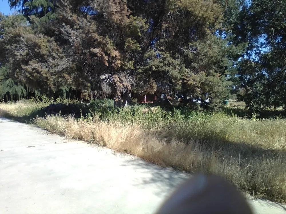 Reliable residential landscaping for homes in Porterville, CA by Bosquez Landscaping & Junk Removal