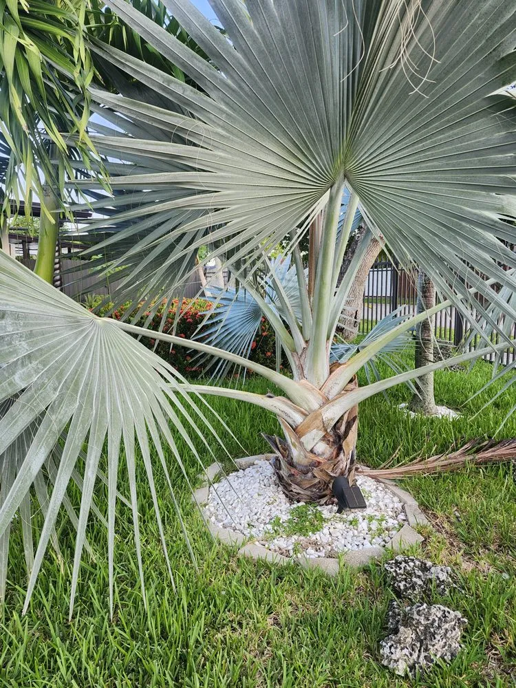 Expert landscape installation experts serving Miami, FL - Boss Dodo Landscaping