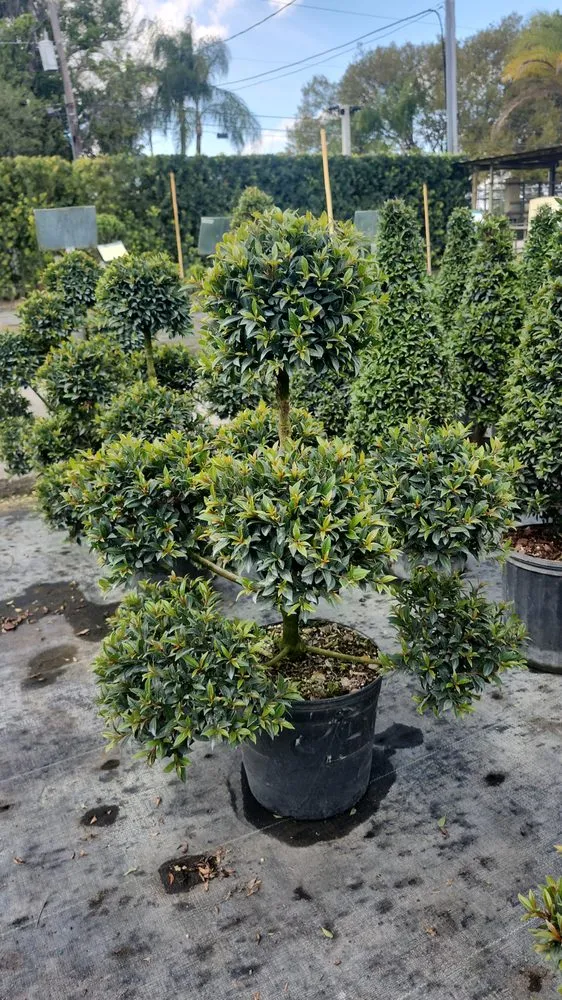 Top-rated lawn care service in Miami, FL by Boss Dodo Landscaping