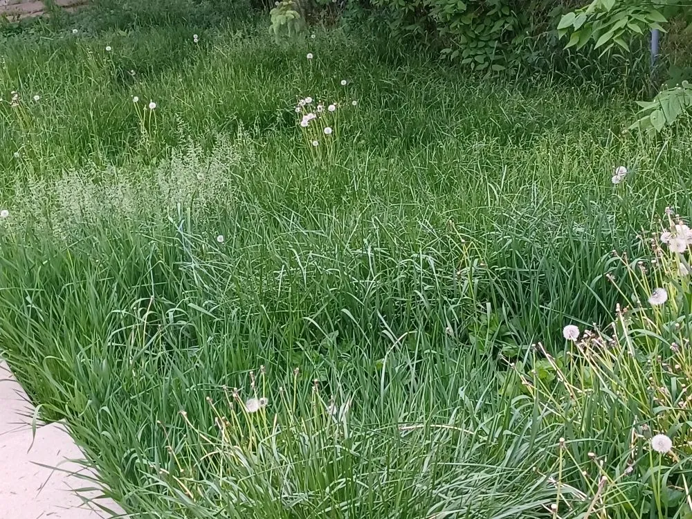 Trusted lawn mowing service for homes across Marion, IA - Boss Hogg Power Washing