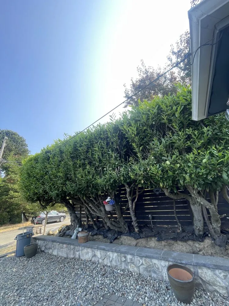 Affordable yard cleanup service for year-round maintenance in Des Moines, WA by Boss Mowing Service Landscape