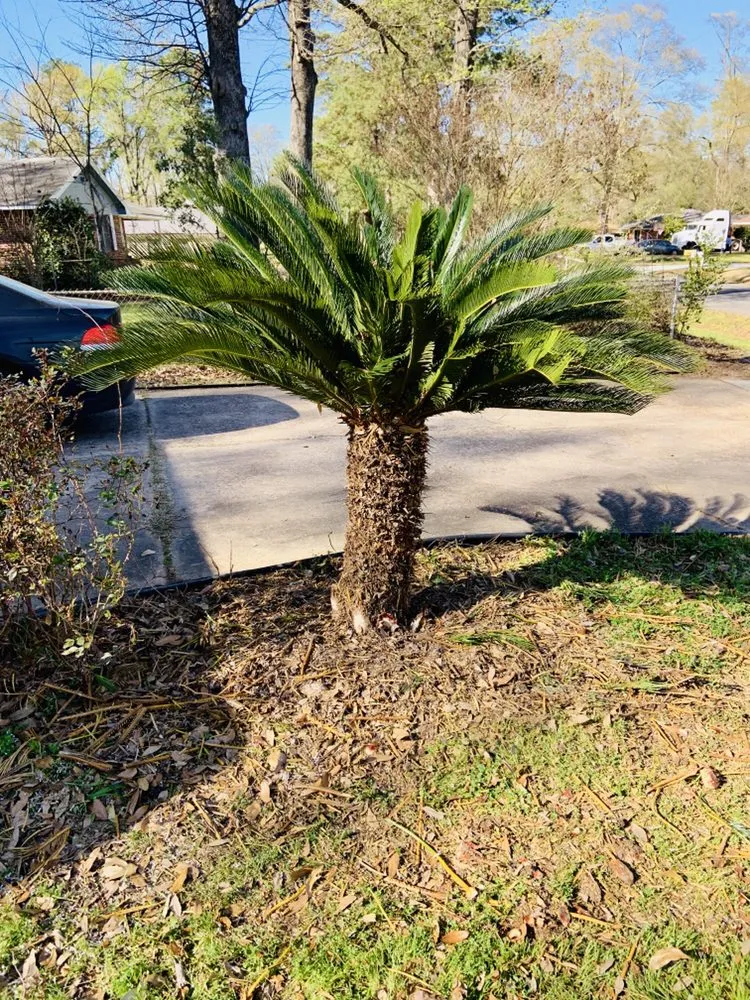 Reliable outdoor landscaping experts serving Bossier City, LA - Bossier Botanical Landscape