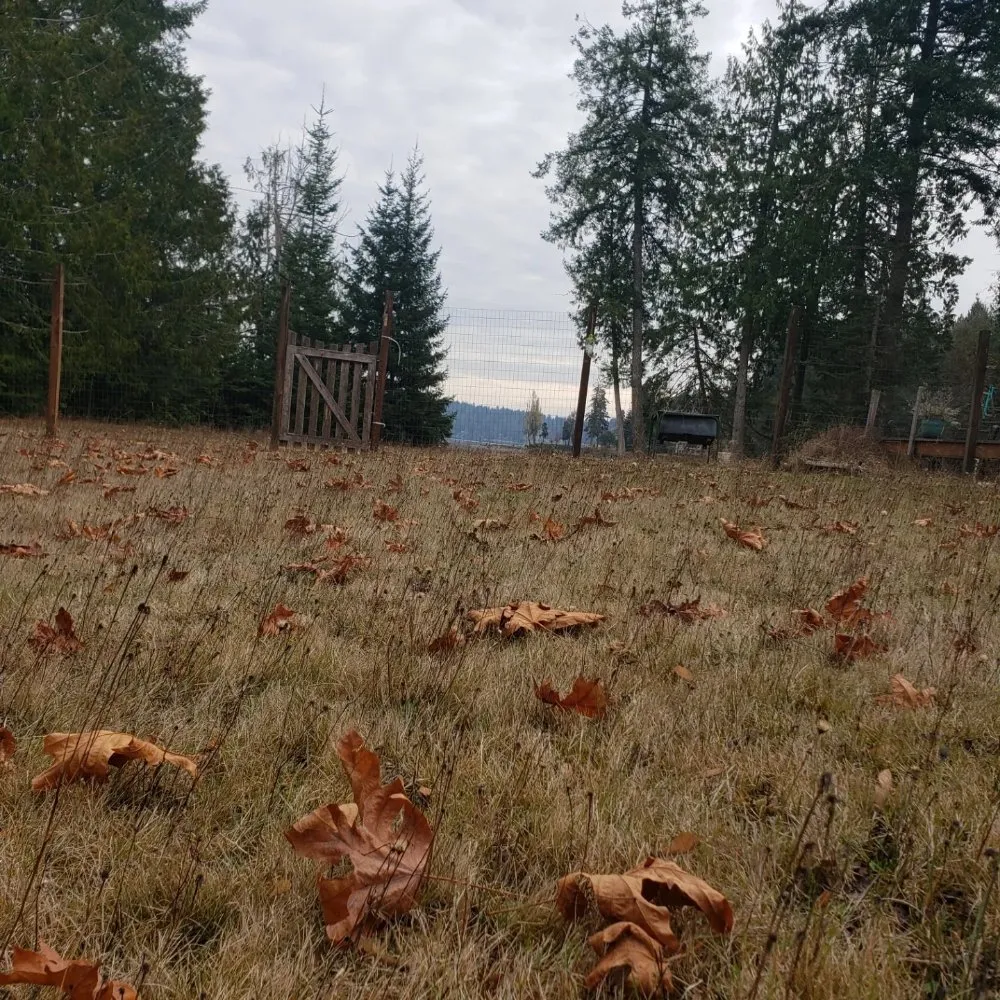 Custom yard cleanup service experts serving Olympia, WA - Boston Harbor Landscaping