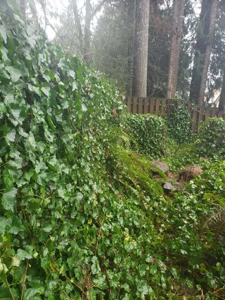 Expert landscape design in Olympia, WA by Boston Harbor Landscaping