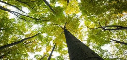 Custom lawn care service experts serving Woburn, MA - Boston Tree Preservation