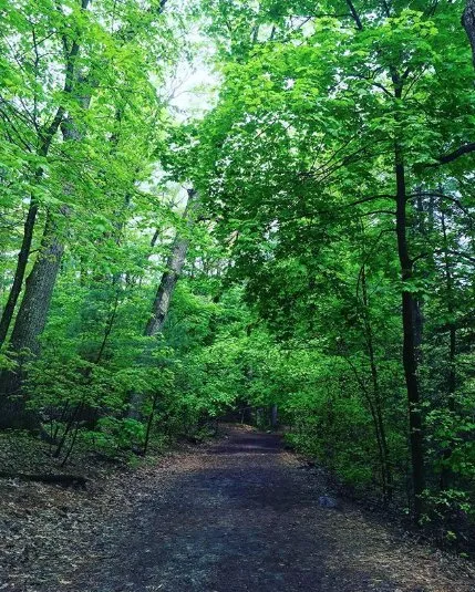 Expert landscaping services near you in Woburn, MA by Boston Tree Preservation