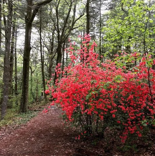 Reliable garden landscaping in Woburn, MA - Boston Tree Preservation