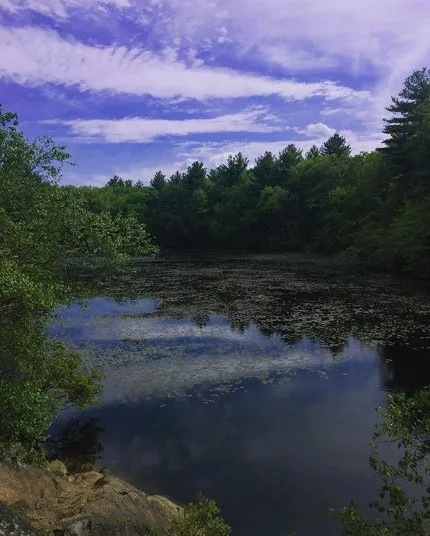 Top-rated yard cleanup service near you in Woburn, MA by Boston Tree Preservation