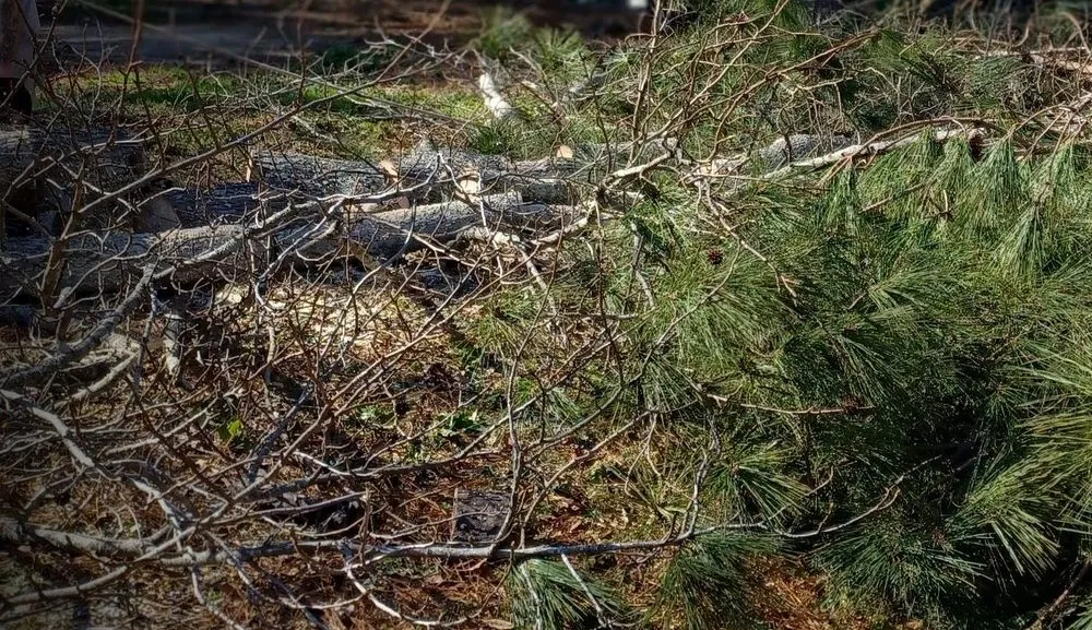 Affordable landscaping services in Maysville, GA by Boswell Outdoor Services