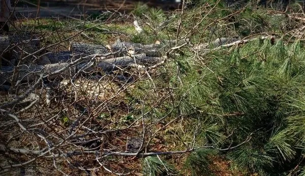 Boswell Outdoor Services