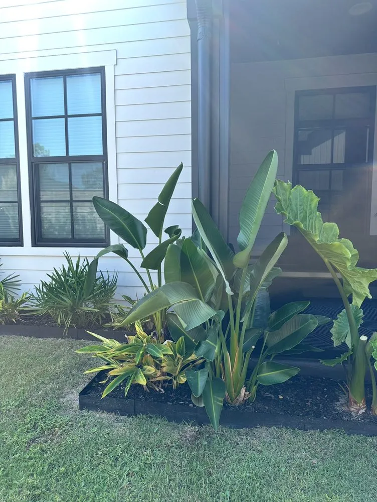 Trusted outdoor landscaping experts serving Santa Rosa Beach, FL - Botan PlantScapes