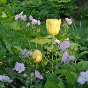 Top-rated yard maintenance in Lake Geneva, WI - Botanica Fine Gardens & Landscapes