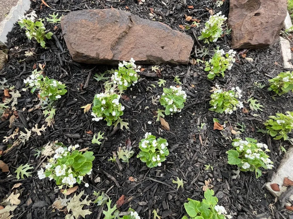 Expert lawn care service experts serving Fort Worth, TX - Botanical Artistry