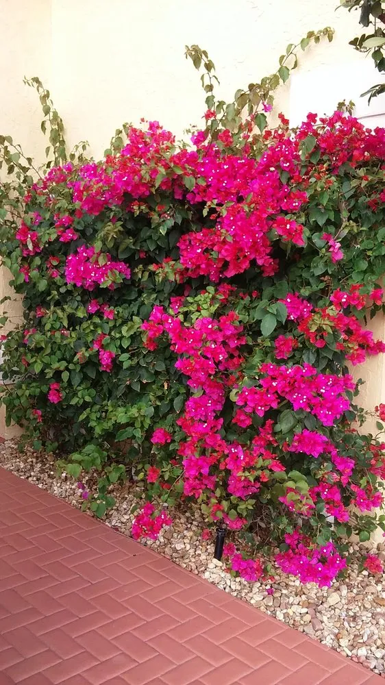 Trusted outdoor landscaping in Lake Worth, FL by Botanical Bruce & Co.