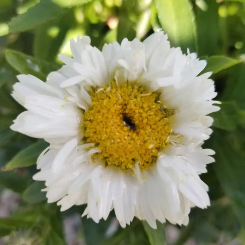 Top-rated yard maintenance experts serving West Kingston, RI - Botanical Creations Nursery