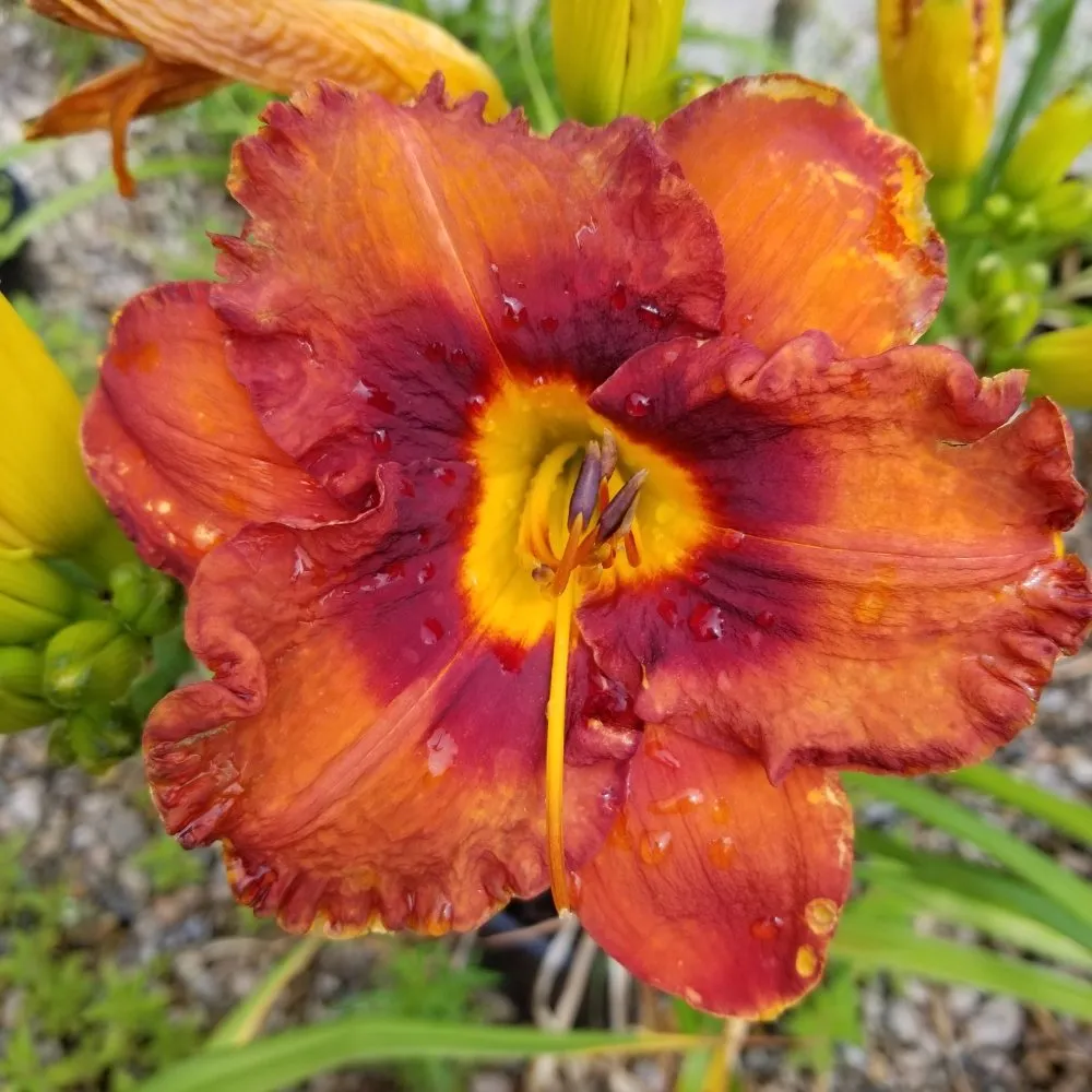Local outdoor landscaping experts serving West Kingston, RI - Botanical Creations Nursery