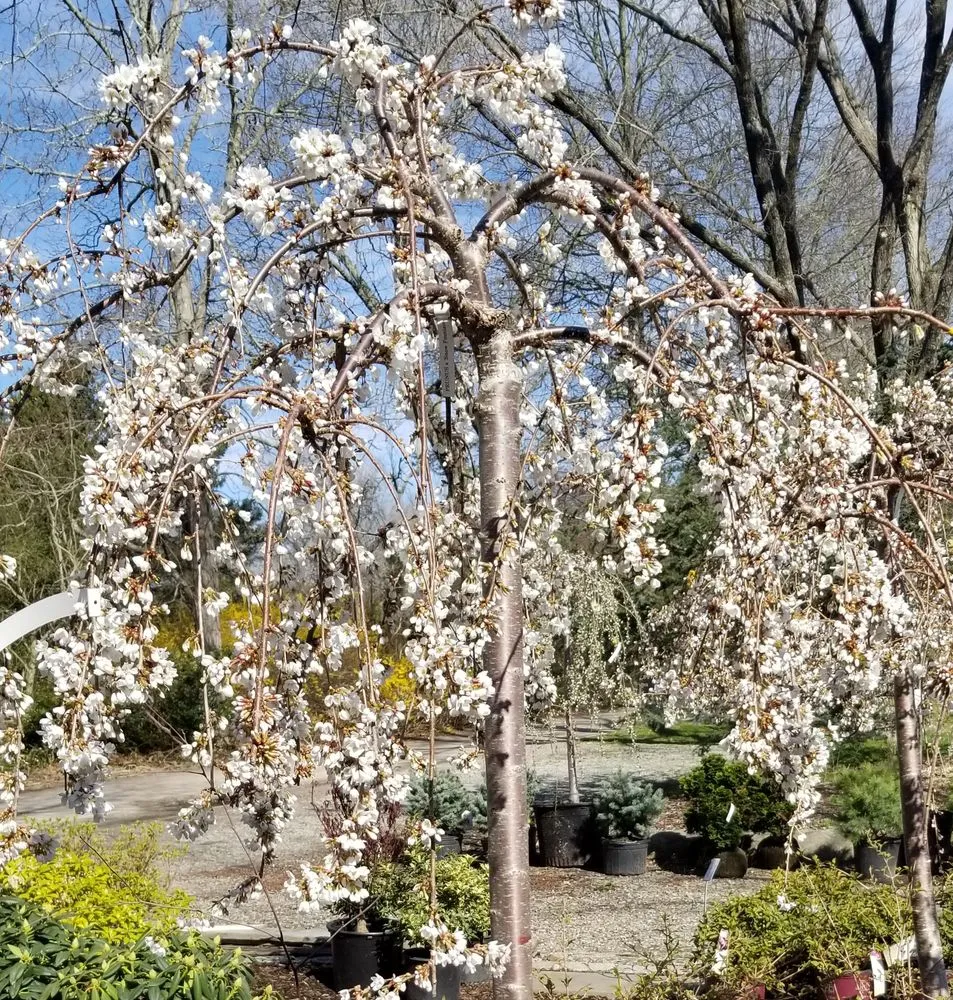 Expert landscape design with custom design across West Kingston, RI - Botanical Creations Nursery