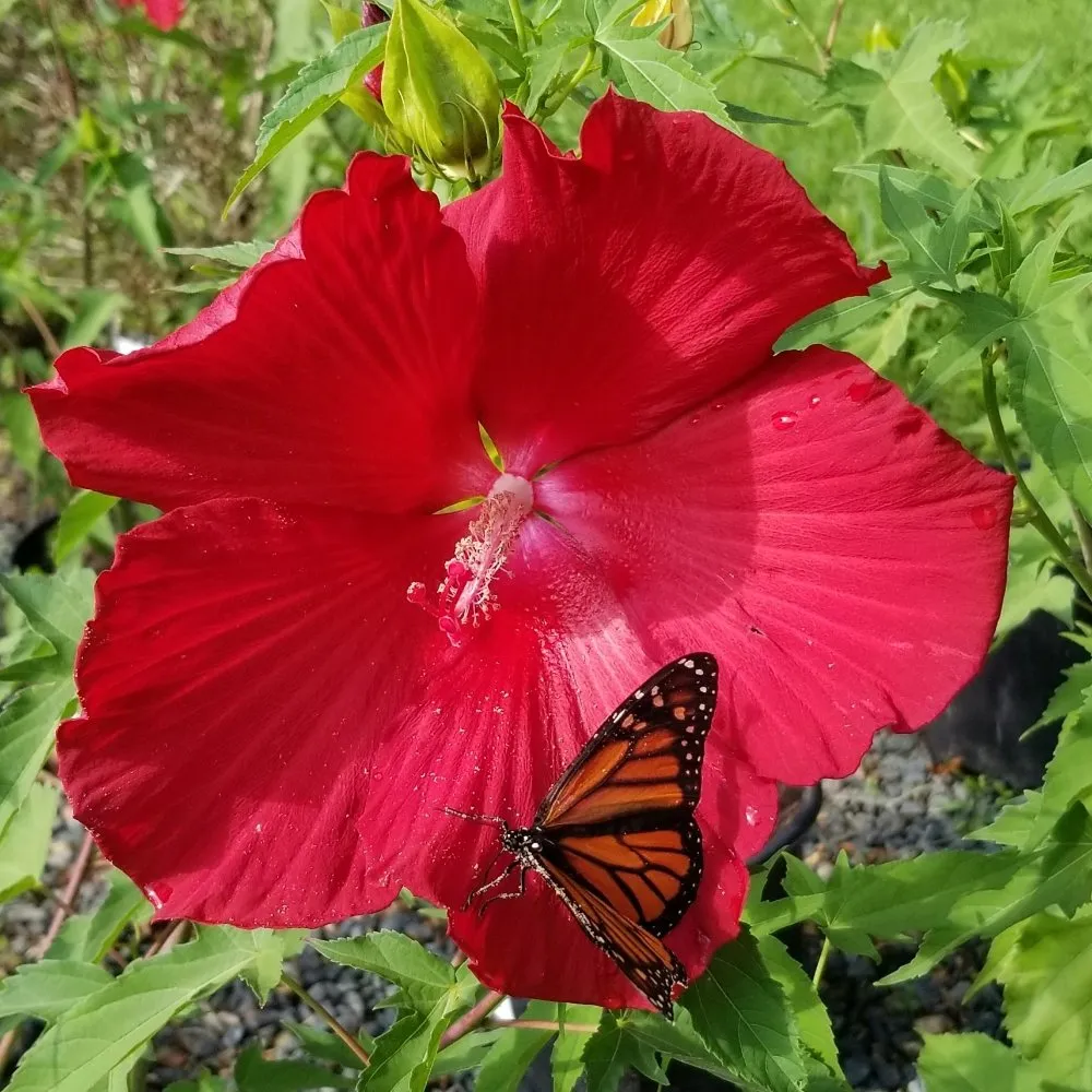 Trusted lawn care service with custom design in West Kingston, RI by Botanical Creations Nursery