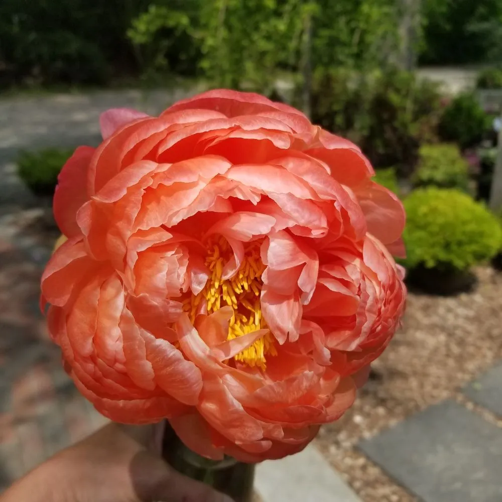 Affordable landscape design in West Kingston, RI - Botanical Creations Nursery