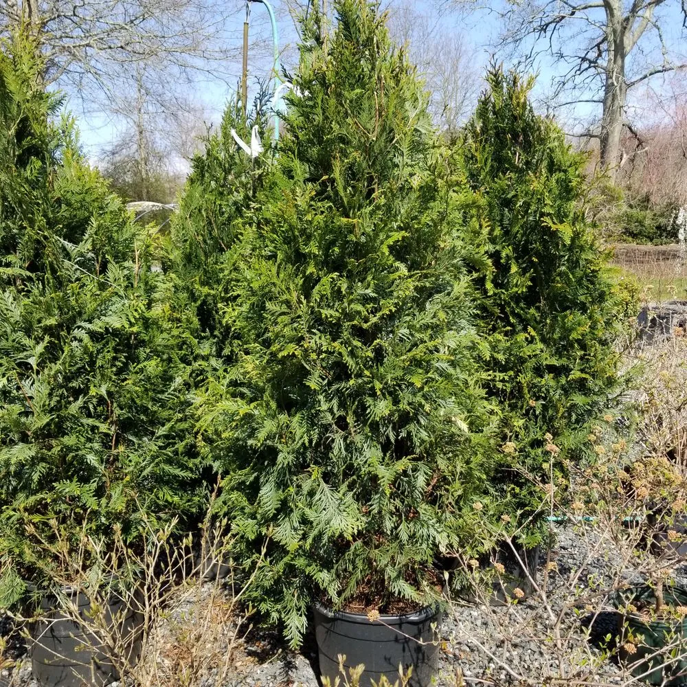 Expert landscape installation near you in West Kingston, RI by Botanical Creations Nursery