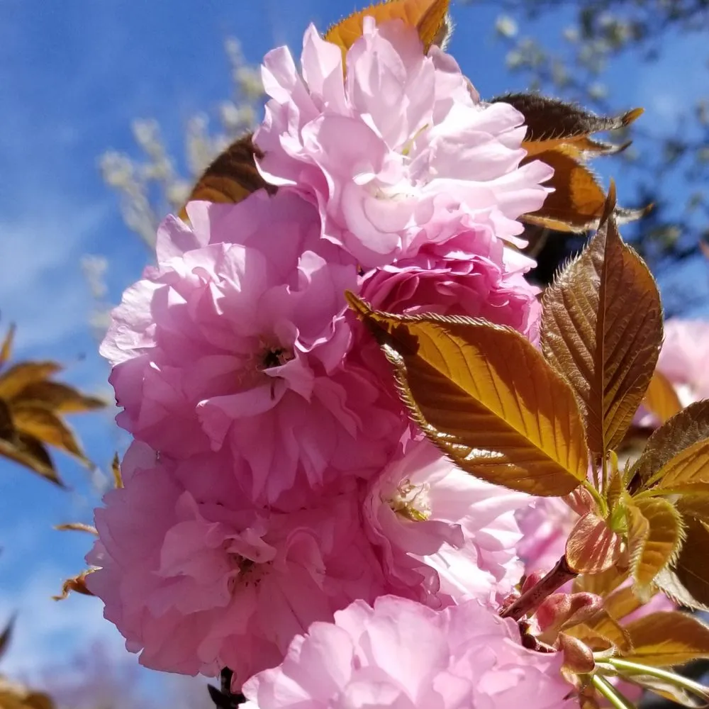 Custom outdoor landscaping experts serving West Kingston, RI - Botanical Creations Nursery