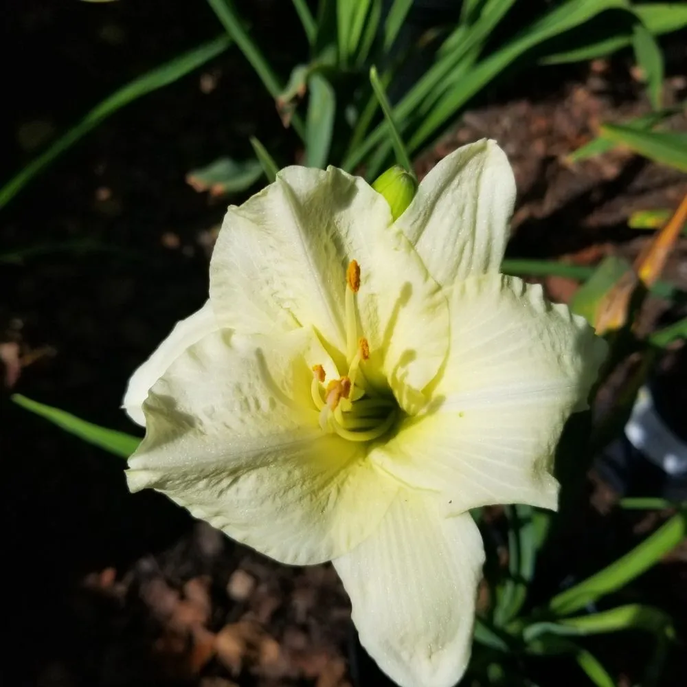 Expert outdoor landscaping experts serving West Kingston, RI - Botanical Creations Nursery