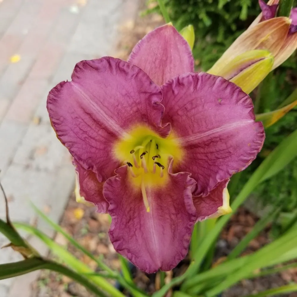 Professional garden landscaping for residential properties in West Kingston, RI by Botanical Creations Nursery