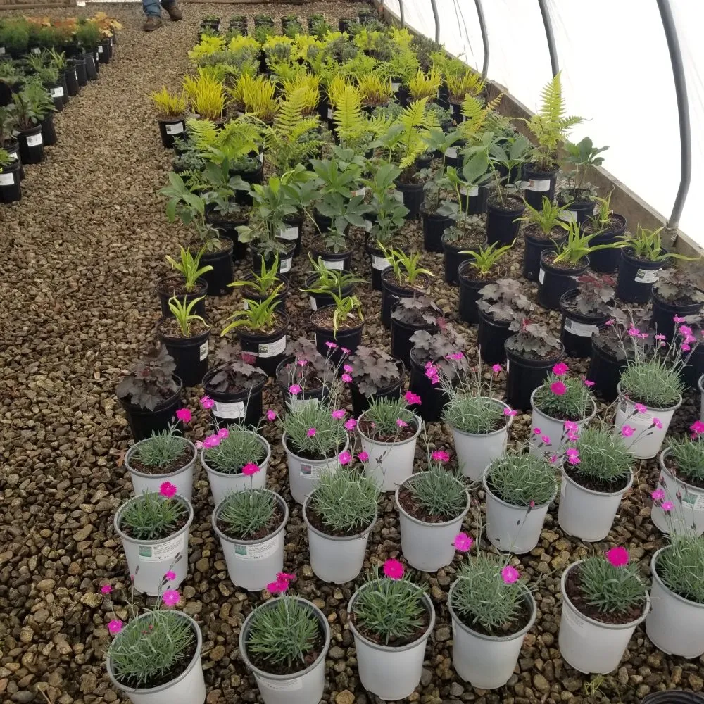 Top-rated residential landscaping experts serving West Kingston, RI - Botanical Creations Nursery