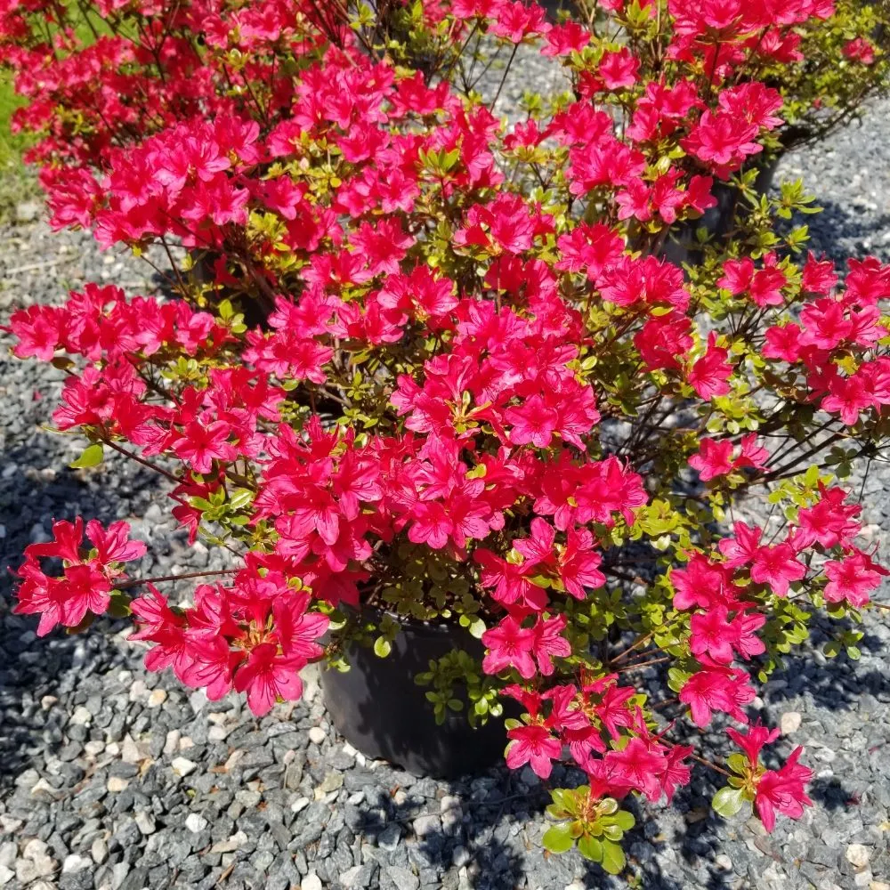 Reliable yard cleanup service for year-round maintenance in West Kingston, RI by Botanical Creations Nursery