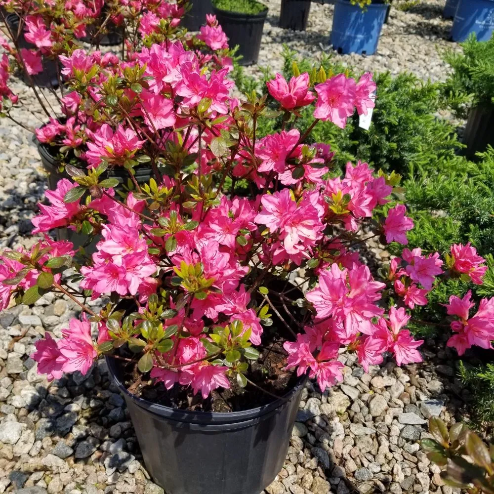 Trusted landscaping services with custom design in West Kingston, RI by Botanical Creations Nursery