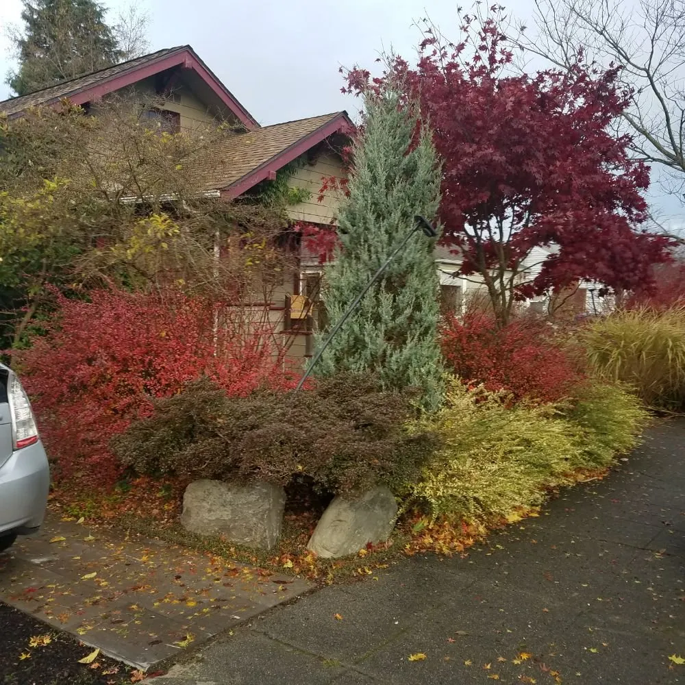 Local residential landscaping in Seattle, WA by Botanical Sam's