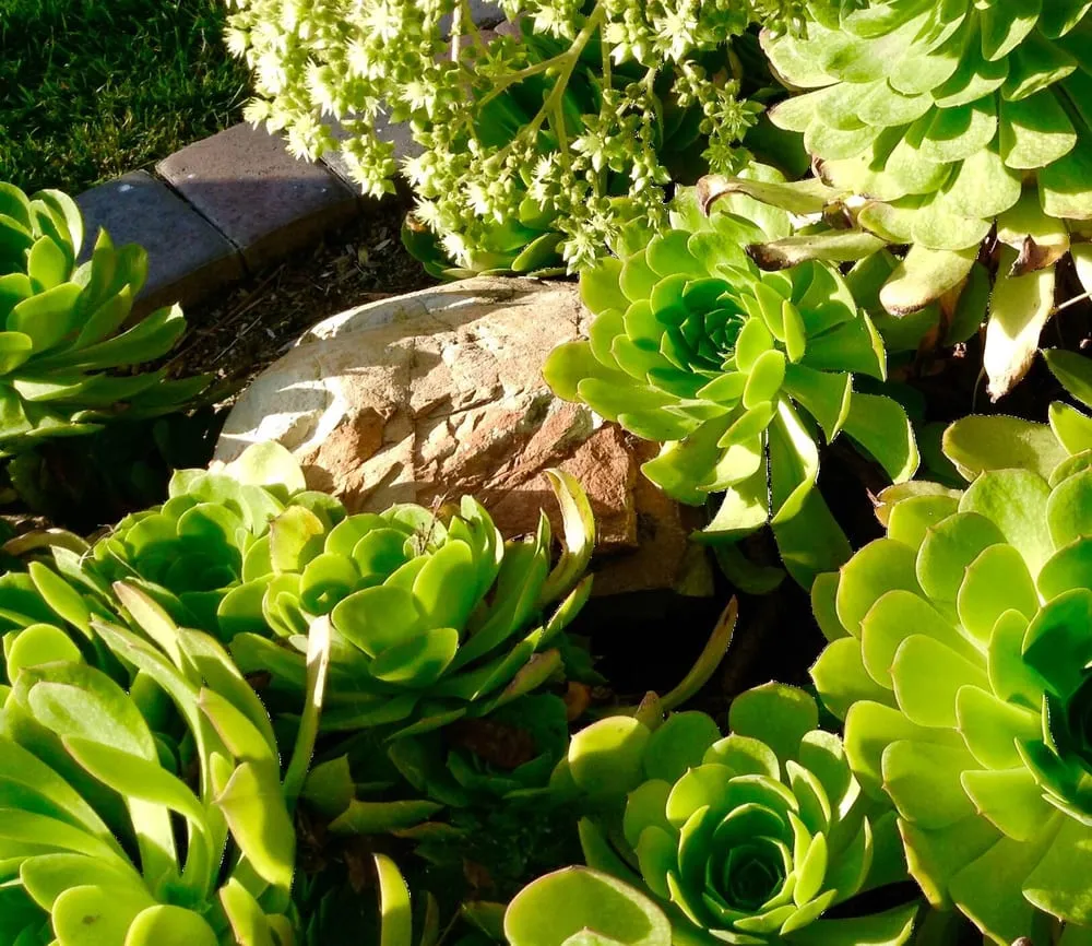 Top-rated residential landscaping in Costa Mesa, CA - Botanicare Landscape