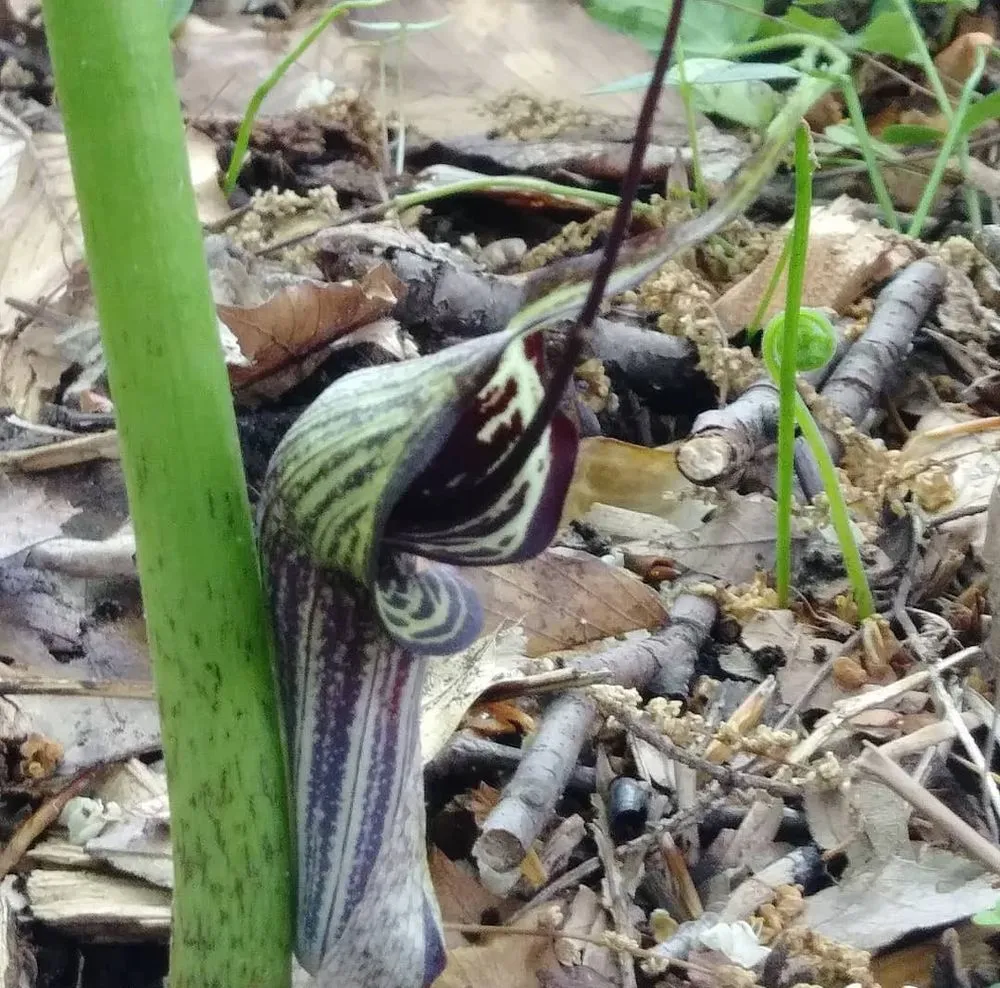 Custom yard cleanup service experts serving Bronx, NY - Botaniculture