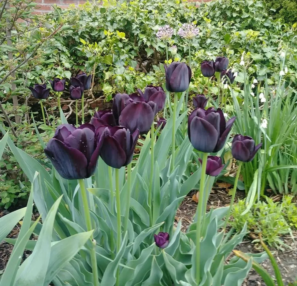 Top-rated yard cleanup service for outdoor upgrades across Bronx, NY - Botaniculture