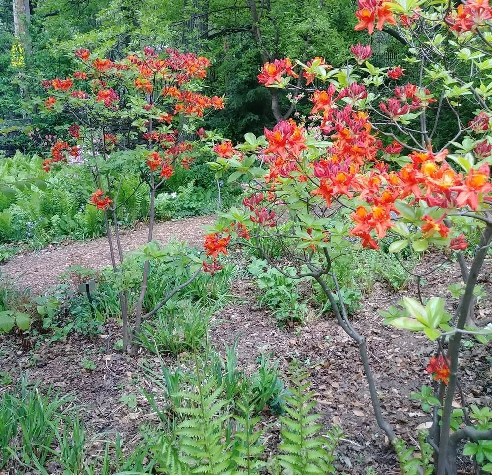 Top-rated lawn mowing service for outdoor upgrades in Bronx, NY by Botaniculture