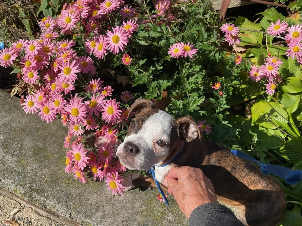 Affordable yard maintenance near you in Bronx, NY by Botaniculture