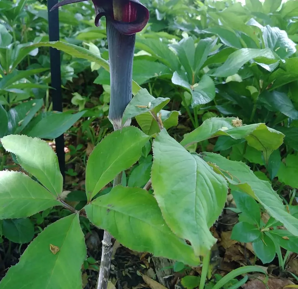 Trusted landscape design in Bronx, NY by Botaniculture