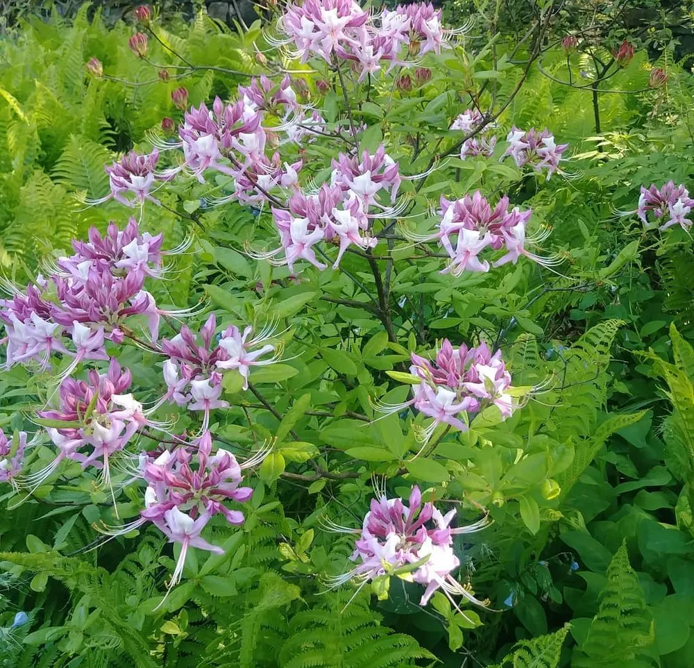 Trusted outdoor landscaping near you in Bronx, NY by Botaniculture