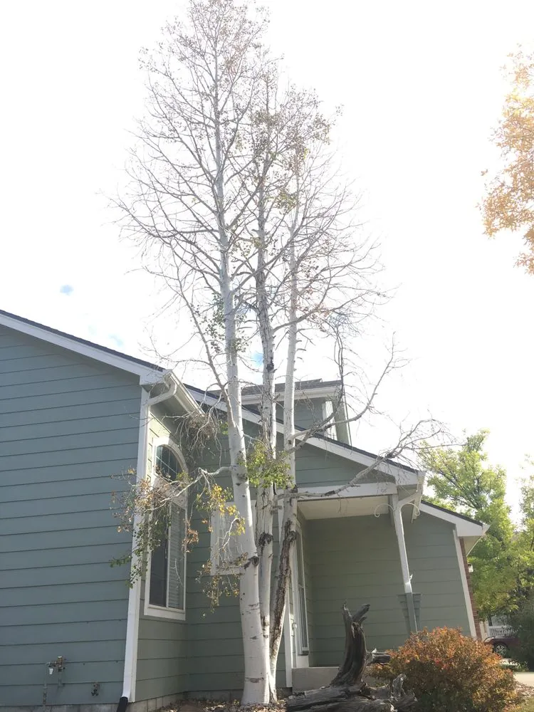 Local yard cleanup service experts serving Longmont, CO - Boulder County Stump and Snow