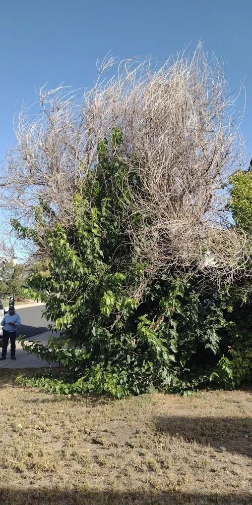 Expert residential landscaping for beautiful yards in Longmont, CO by Boulder County Stump and Snow